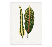 Artery8 AF Lydon Benjamin Fawcett Croton Plant Leaf Varieties Wall Art Print in White | Size: W18" x H24" Artery8 White W18" x H24"