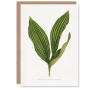 Artery8 AF Lydon Benjamin Fawcett Lily of the Valley Leaf Art Greeting Card in White Artery8 White