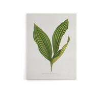 Artery8 AF Lydon Benjamin Fawcett Lily of the Valley Leaf Canvas Art Print in White | Size: W18" x H24" Artery8 White W18" x H24"