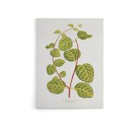 Artery8 AF Lydon Benjamin Fawcett Lonicera Brachypoda Leaves Canvas Art Print in White | Size: W18" x H24" Artery8 White W18" x H24"