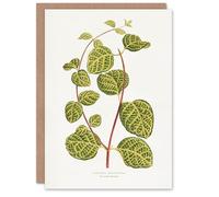 Artery8 AF Lydon Benjamin Fawcett Lonicera Brachypoda Leaves Personalised Art Greeting Card