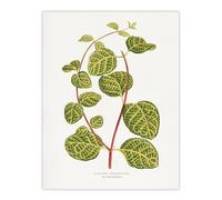Artery8 AF Lydon Benjamin Fawcett Lonicera Brachypoda Leaves Wall Art Print in White | Size: W12" x H16" Artery8 White W12" x H16"
