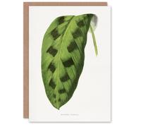 Artery8 AF Lydon Benjamin Fawcett Maranta Pardina Leaf Art Greeting Card in White Artery8 White