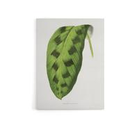 Artery8 AF Lydon Benjamin Fawcett Maranta Pardina Leaf Canvas Wall Art Print in White | Size: W12" x H16" Artery8 White W12" x H16"
