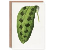 Artery8 AF Lydon Benjamin Fawcett Maranta Pardina Leaf Personalised Art Greeting Card