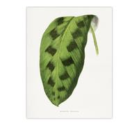 Artery8 AF Lydon Benjamin Fawcett Maranta Pardina Leaf Wall Art Print in White | Size: W12" x H16" Artery8 White W12" x H16"