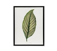 Artery8 AF Lydon Benjamin Fawcett Maranta Vittata Leaf Framed Canvas Art Print in White | Size: W18" x H24" Artery8 White W18" x H24"