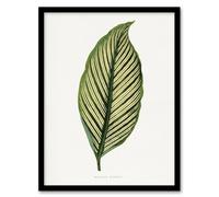 Artery8 AF Lydon Benjamin Fawcett Maranta Vittata Leaf Framed Wall Art Print in White | Size: A4 Artery8 White A4