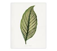Artery8 AF Lydon Benjamin Fawcett Maranta Vittata Leaf Wall Art Print in White | Size: W18" x H24" Artery8 White W18" x H24"