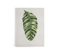 Artery8 AF Lydon Benjamin Fawcett Musa Paradisiaca Vittata Canvas Art Print in White | Size: W18" x H24" Artery8 White W18" x H24"