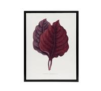 Artery8 AF Lydon Benjamin Fawcett Red Amaranth Leaf Framed Canvas Art Print in White | Size: W12" x H16" Artery8 White W12" x H16"