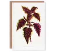 Artery8 AF Lydon Benjamin Fawcett Red Coleus Plant Leaf Blank Art Greeting Card