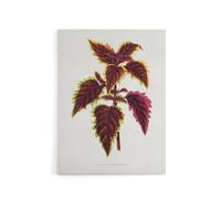 Artery8 AF Lydon Benjamin Fawcett Red Coleus Plant Leaf Canvas Wall Art Print in White | Size: W24" x H32" Artery8 White W24" x H32"