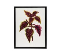 Artery8 AF Lydon Benjamin Fawcett Red Coleus Plant Leaf Framed Canvas Art in White | Size: W24" x H32" Artery8 White W24" x H32"