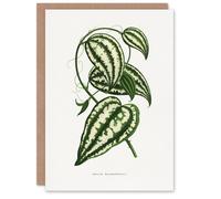 Artery8 AF Lydon Benjamin Fawcett Smilax Macrophylla Vine Art Greeting Card in White Artery8 White
