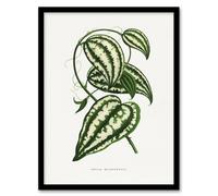 Artery8 AF Lydon Benjamin Fawcett Smilax Macrophylla Vine Framed Art Print in White | Size: A4 Artery8 White A4