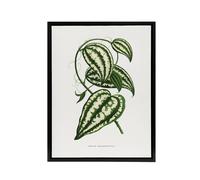 Artery8 AF Lydon Benjamin Fawcett Smilax Macrophylla Vine Framed Canvas Art in White | Size: W18" x H24" Artery8 White W18" x H24"