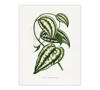 Artery8 AF Lydon Benjamin Fawcett Smilax Macrophylla Vine Wall Art Print in White | Size: W18" x H24" Artery8 White W18" x H24"