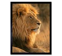 Artery8 African Lion Sun Photograph Home Decor 12X16" Framed Wall Art Print