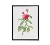 Artery8 Agatha Rose Botanical Black Framed Canvas Wall Art Print 12X16 Artwork By Redoute : Classic Bloom Design Enriching Neutral Walls With Timeless Natural Harmony