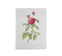Artery8 Agatha Rose Botanical Canvas Wall Art Print 18X24 Artwork By Redoute : Classic Bloom Design Enriching Neutral Walls With Timeless Natural Harmony