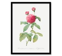 Artery8 Agatha Rose Botanical Framed Wall Art Print 18X24 Inch Artwork By Redoute : Classic Bloom Design Enriching Neutral Walls With Timeless Natural Harmony