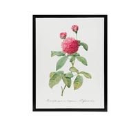 Artery8 Agatha Rose Botanical Redoute Vintage Black Framed Canvas Wall Art in White | Size: W12" x H16" Artery8 White W12" x H16"