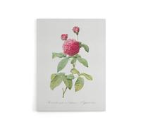 Artery8 Agatha Rose Botanical Redoute Vintage Canvas Wall Art in White | Size: W18" x H24" Artery8 White W18" x H24"