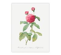 Artery8 Agatha Rose Botanical Redoute Vintage Wall Art Print Poster in White | Size: W24" x H32" Artery8 White W24" x H32"