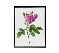Artery8 Agatha Rose Floral Redoute Vintage Black Framed Canvas Wall Art in White | Size: W24" x H32" Artery8 White W24" x H32"