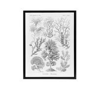 Artery8 Algae Seaweed Species Haeckel Botanical Black Framed Canvas Wall Art in White | Size: W24" x H32" Artery8 White W24" x H32"
