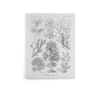 Artery8 Algae Seaweed Species Haeckel Botanical Canvas Wall Art in White | Size: W24" x H32" Artery8 White W24" x H32"