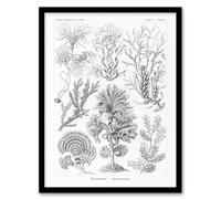 Artery8 Algae Seaweed Species Haeckel Botanical Framed Wall Art Print in White | Size: A4 Artery8 White A4