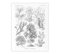 Artery8 Algae Seaweed Species Haeckel Botanical Wall Art Print Poster in White | Size: W18" x H24" Artery8 White W18" x H24"