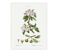 Artery8 Almond Leaved Pear Tree XL Extra Large Wall Art Poster Print 24X32 Artwork By Redoute : Elegant Tree Motif Introducing Organic Texture And Quiet Calm To Restful Rooms