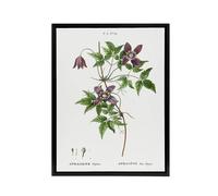 Artery8 Alpine Clematis Flower Redoute Vintage Black Framed Canvas Wall Art in White | Size: W18" x H24" Artery8 White W18" x H24"