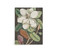 Artery8 Altissima Flower Laurel Tree Magnolia Catesby Canvas Wall Art | Size: W18" x H24" Artery8 Multicolor W18" x H24"