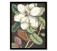 Artery8 Altissima Flower Laurel Tree Magnolia Catesby Framed Wall Art Print | Size: A3 Artery8 Multicolor A3