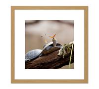 Artery8 Amalavida Ecuador Butterfly Drinking Turtle Tears Photo 8X8 Inch Square Wooden Framed Wall Art Print Picture with Mount in Light Oak Artery8 Light Oak