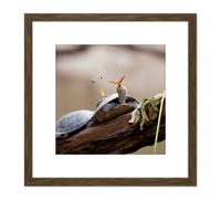 Artery8 Amalavida Ecuador Butterfly Drinking Turtle Tears Photo 8X8 Inch Square Wooden Framed Wall Art Print Picture with Mount in Brown Artery8 Brown