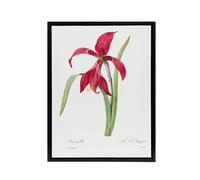 Artery8 Amaryllis Flower Floral Redoute Vintage Black Framed Canvas Wall Art in White | Size: W18" x H24" Artery8 White W18" x H24"