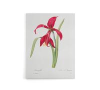 Artery8 Amaryllis Flower Floral Redoute Vintage Canvas Wall Art in White | Size: W24" x H32" Artery8 White W24" x H32"