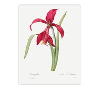 Artery8 Amaryllis Flower Floral Redoute Vintage Wall Art Print Poster in White | Size: W12" x H16" Artery8 White W12" x H16"
