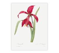 Artery8 Amaryllis Flower Floral XL Extra Large Wall Art Poster Print 24X32 Artwork By Redoute : Tropical Bloom Study Adding Exotic Warmth And Soft Colour To Living Room Display