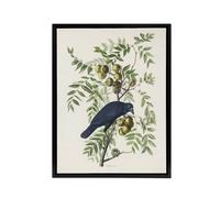 Artery8 American Crow on Walnut Tree Audubon Nature Black Framed Canvas Art in White | Size: W12" x H16" Artery8 White W12" x H16"