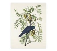 Artery8 American Crow on Walnut Tree Audubon Nature Wall Art Print Poster in White | Size: W12" x H16" Artery8 White W12" x H16"