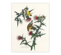 Artery8 American Goldfinch & Thistle Audubon Nature Wall Art Print Poster in White | Size: W24" x H32" Artery8 White W24" x H32"
