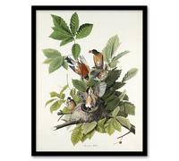 Artery8 American Robin Birds Nest Audubon Nature Framed Wall Art Print in White | Size: A4 Artery8 White A4