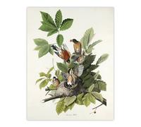 Artery8 American Robin Birds Nest Audubon Nature Wall Art Print Poster in White | Size: W24" x H32" Artery8 White W24" x H32"