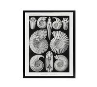 Artery8 Ammonite Fossil Cephalopods Black Framed Canvas Wall Art 24X32 Artwork By Haeckel : Fossil Cephalopod Artwork Perfect For Study Or Hallway Reflecting Ancient Sea Life And Geological Wonder